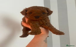 Cavapoochon dogs for sale: Cavapoochons!!🐶 ONLY ONE BOY LEFT!!  - Image 8