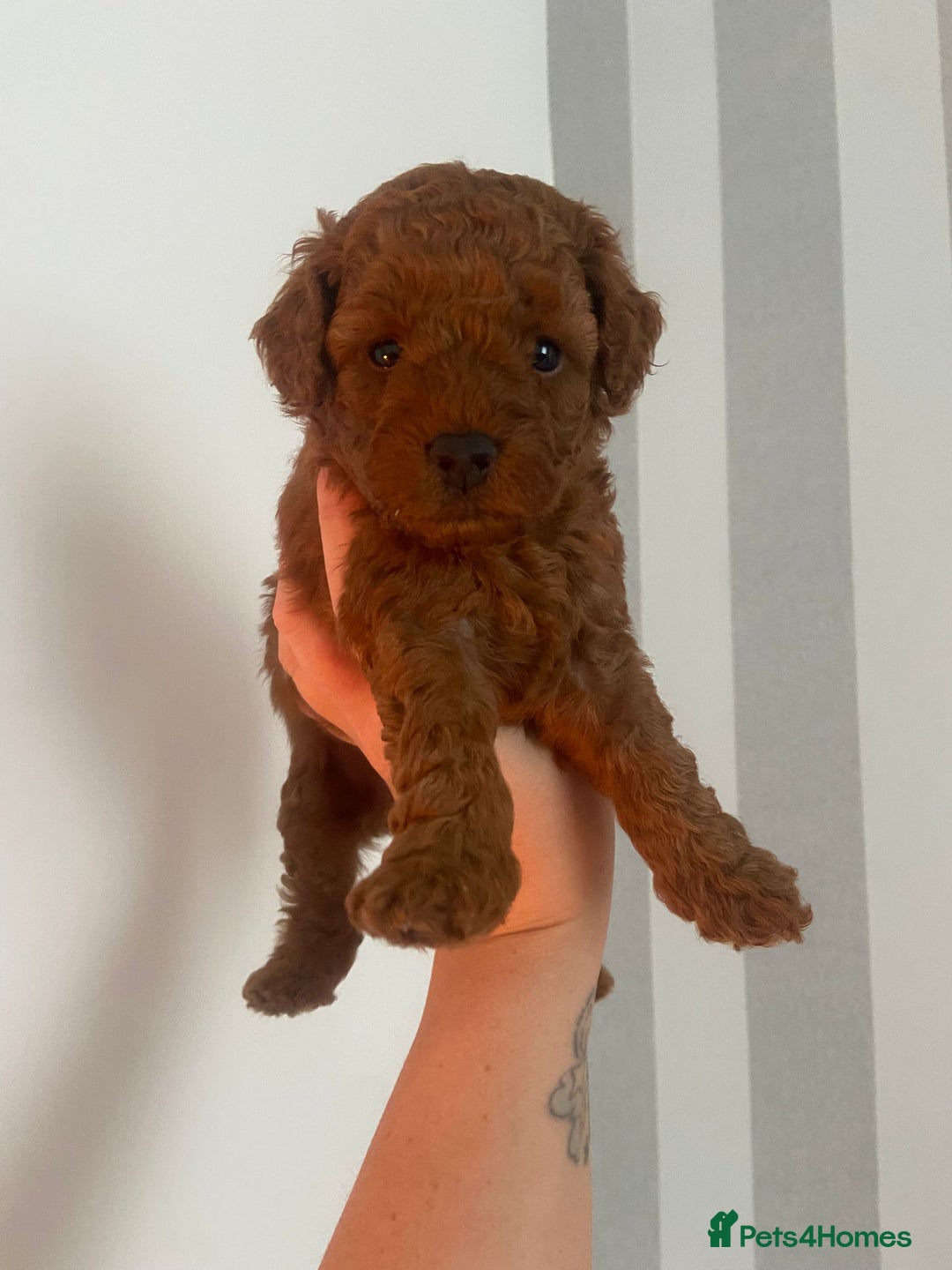 Cavapoochon dogs for sale: Cavapoochons!!🐶 ONLY ONE BOY LEFT!!  - Image 8