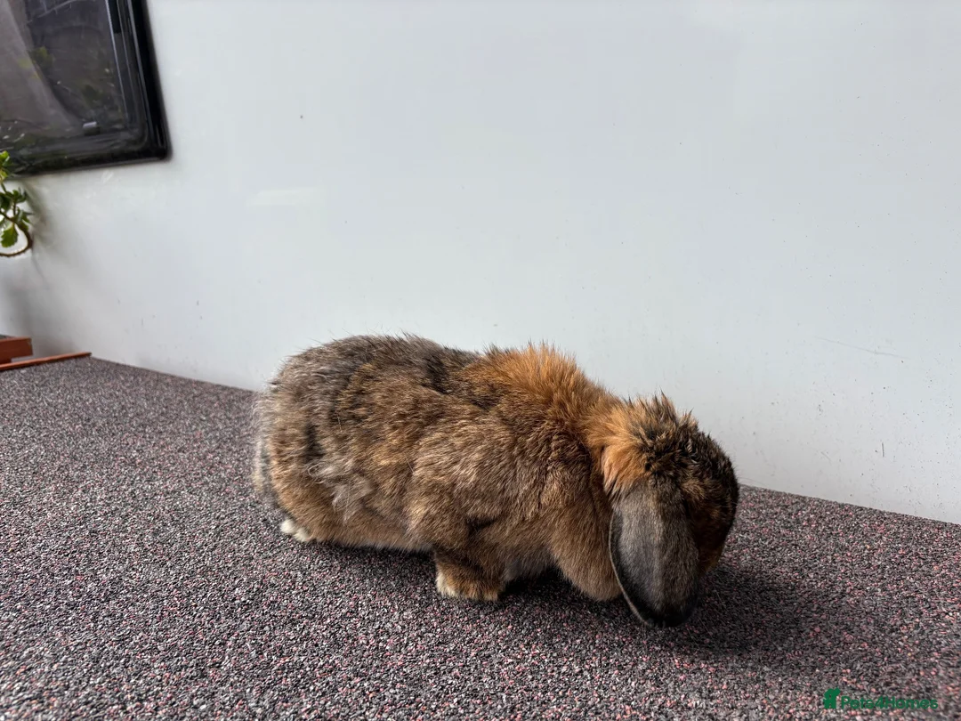 Mini Lop rabbits for sale: Adult Female Mini Lop - £80 - Four Marks, Alton - Advert 2
