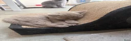 British Shorthair cats for sale: Beautiful lilac British Shorthair kittens  - Advert 11