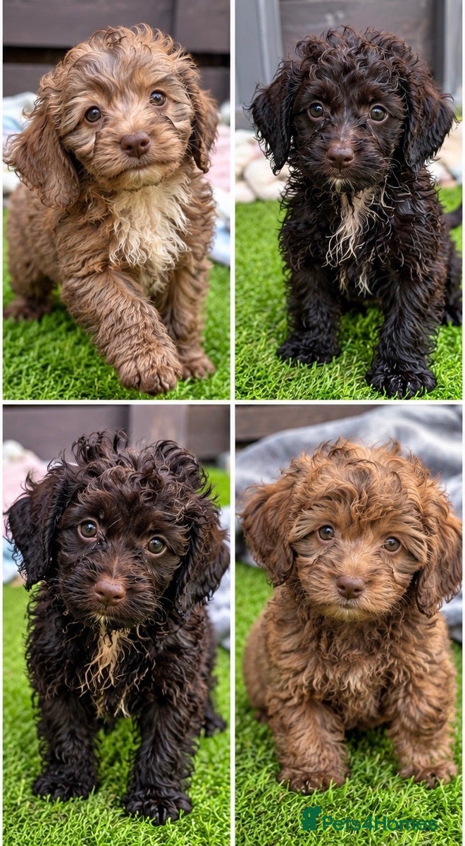 Cockapoo dogs 🐾 Beautiful Cockapoo Puppies 🐾 - Advert 3