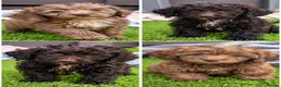 Cockapoo dogs for sale: 🐾 Beautiful Cockapoo Puppies 🐾 - Advert 1