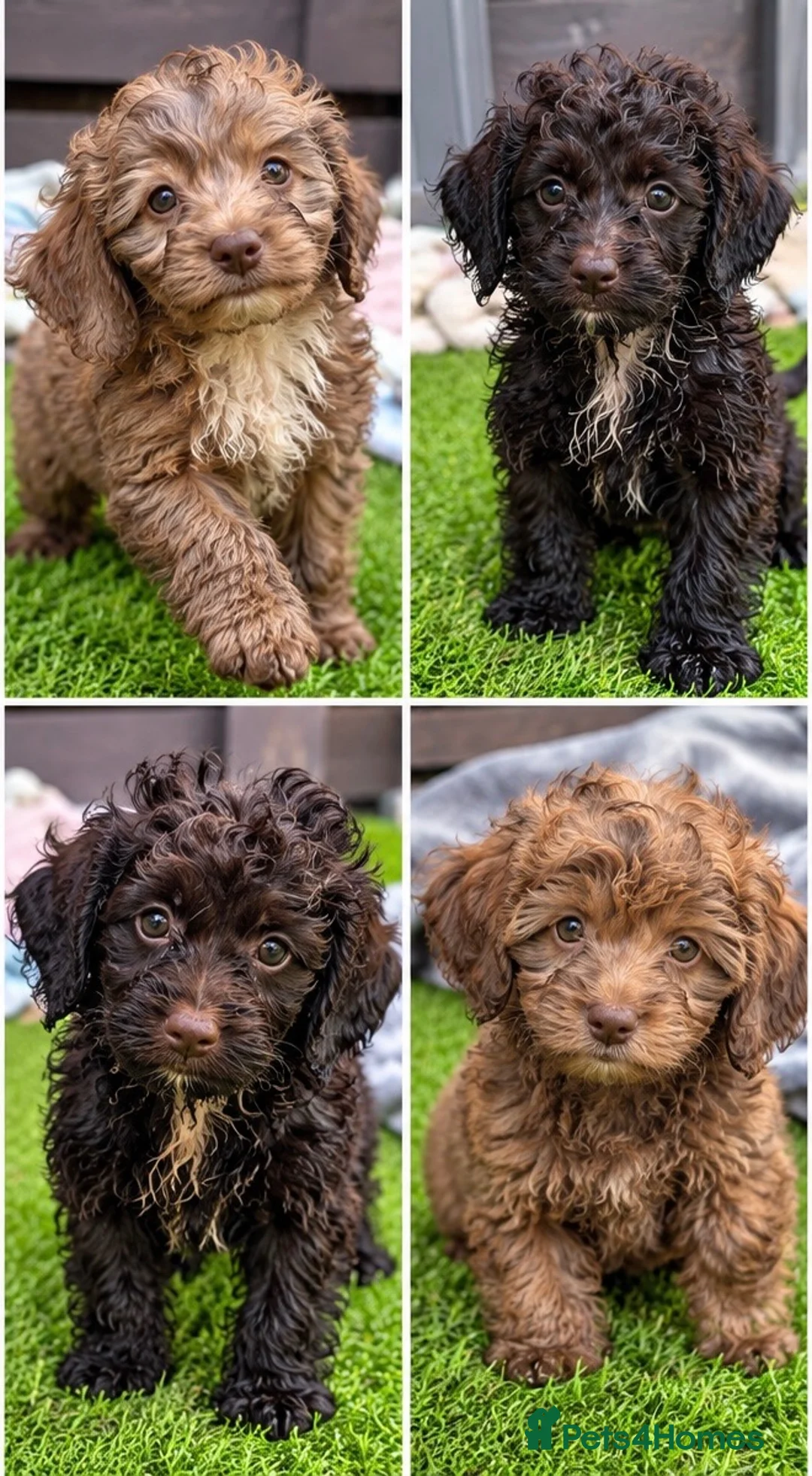 Cockapoo dogs for sale: 🐾 Beautiful Cockapoo Puppies 🐾 - Advert 1
