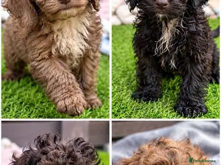 Cockapoo dogs 🐾 Beautiful Cockapoo Puppies 🐾 - Advert 12