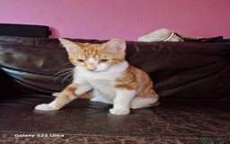 Mixed Breed cats for sale: Kitten - Image 3