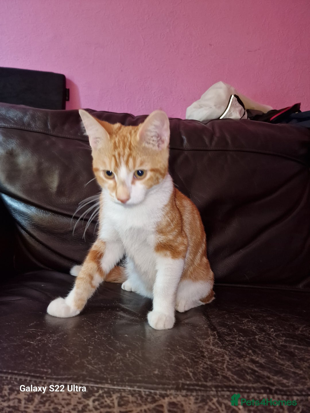 Mixed Breed cats for sale: Kitten - Image 3