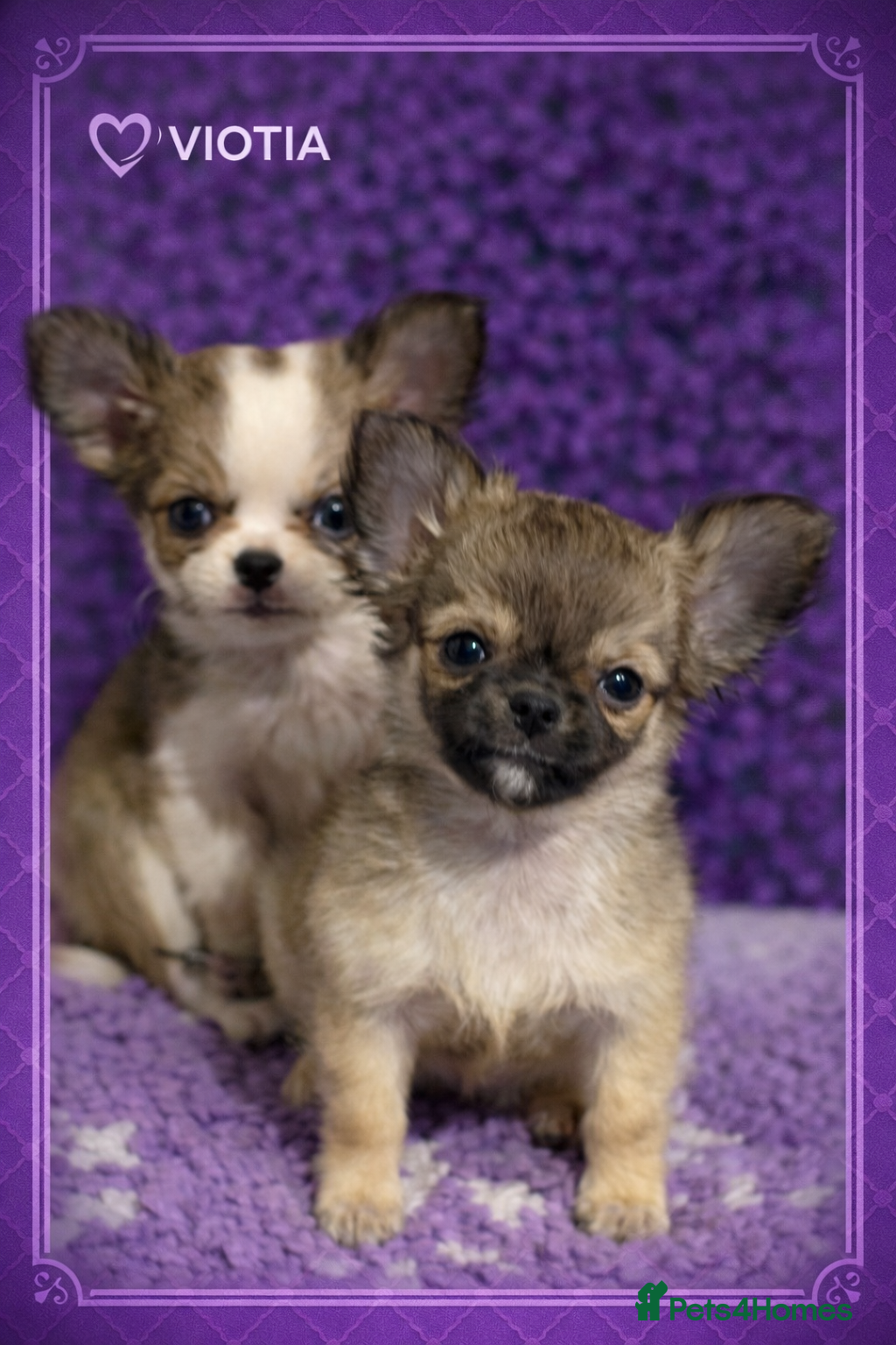 Chihuahua dogs Stunning long coat chihuahua’s  - Advert 2