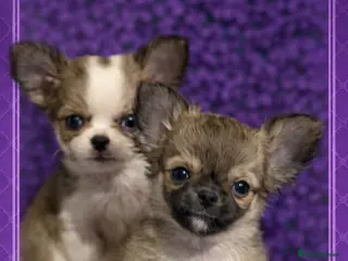 Chihuahua dogs Stunning long coat chihuahua’s - Advert 2