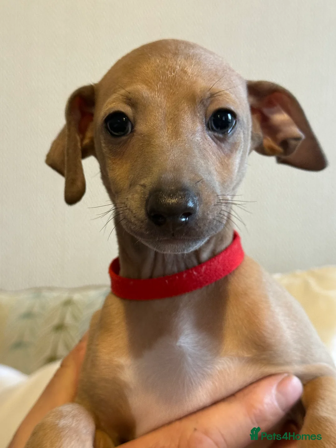 Italian Greyhound dogs for sale: 2 LEFT KC Italian greyhound puppies  - Advert 9