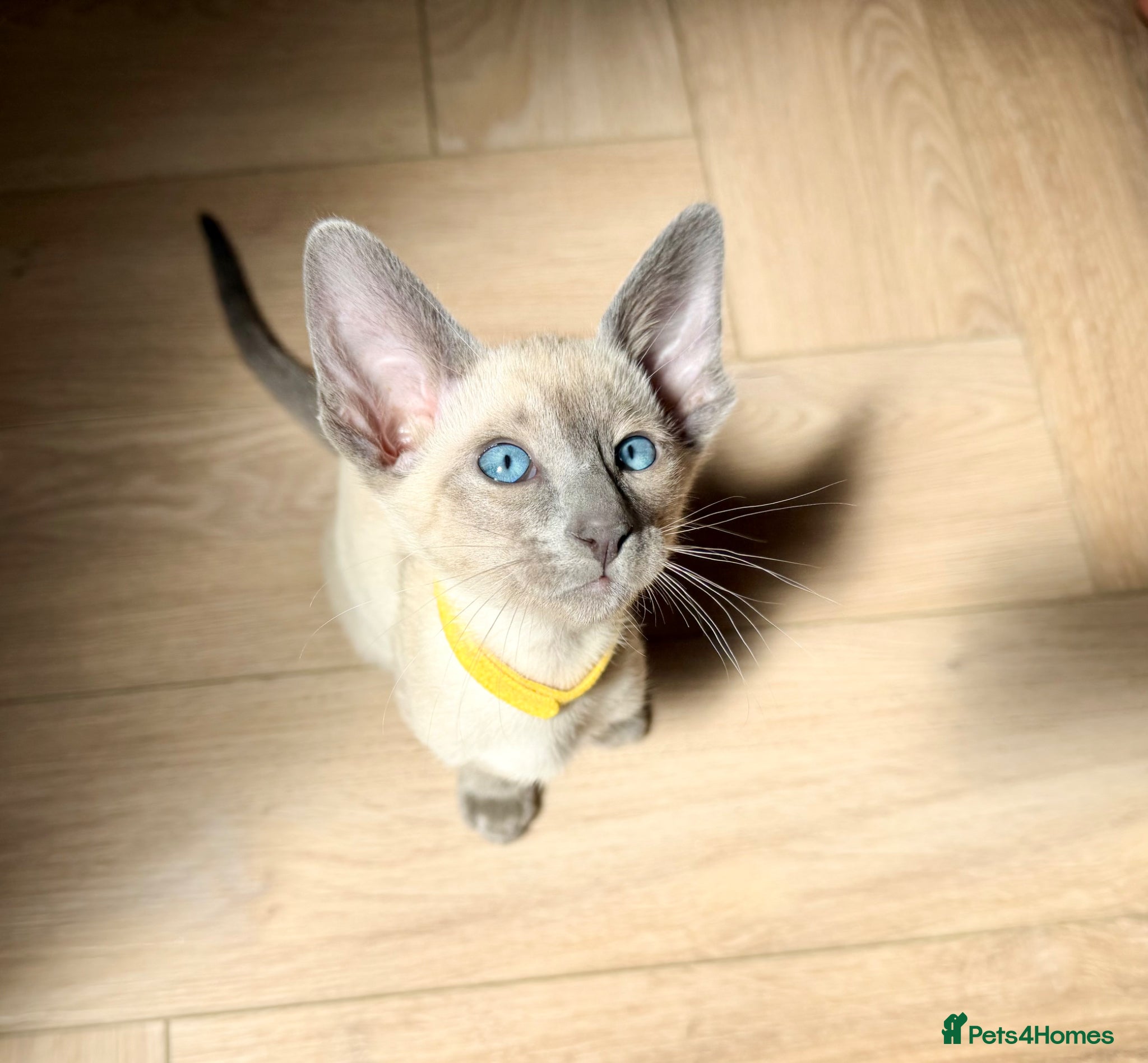 Siamese cats Last 2 Pedigree GCCF Registered Siamese Kittens  - Advert 1