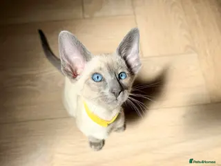 Siamese cats Last 2 Pedigree GCCF Registered Siamese Kittens - Advert 1
