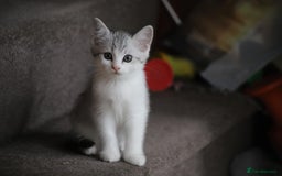 British Shorthair cats for sale: 4 Beautiful British short hair & Ragdoll kittens - Image 21