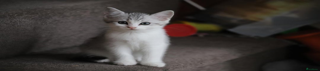 Ragdoll&brirish sorthair mix