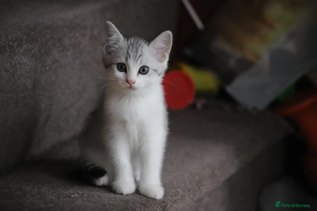 British Shorthair cats for sale: 4 Beautiful British short hair & Ragdoll kittens - Image 21