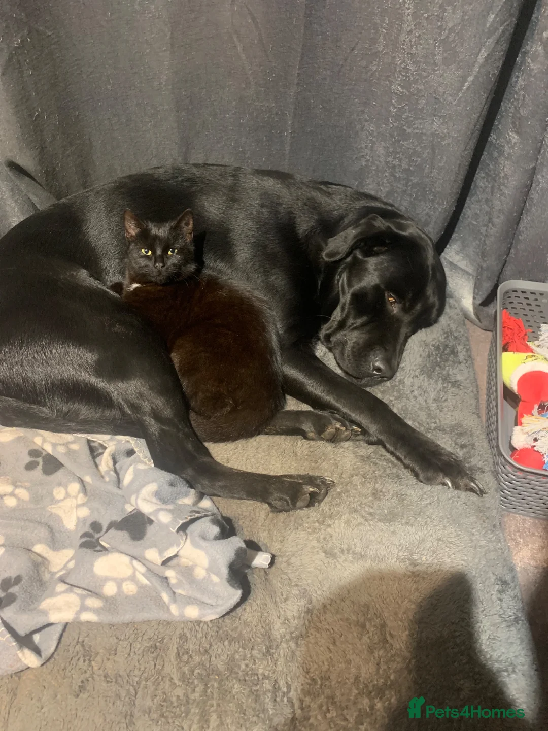 Mixed Breed cats for sale: 2 sweet female kittens  - Advert 4