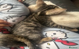 Bengal cats for sale: Stunning Bengal kittens - Image 14