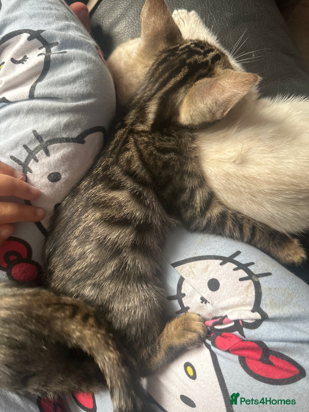 Bengal cats for sale: Stunning Bengal kittens - Image 14