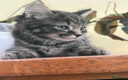 Maine Coon cats for sale: Maine coon cross kittens  - Image 9