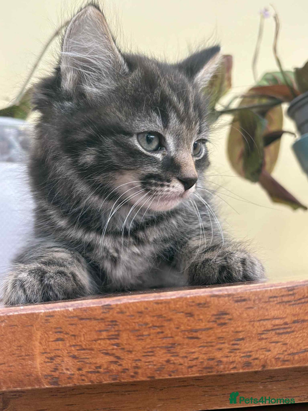Maine Coon cats for sale: Maine coon cross kittens  - Image 9