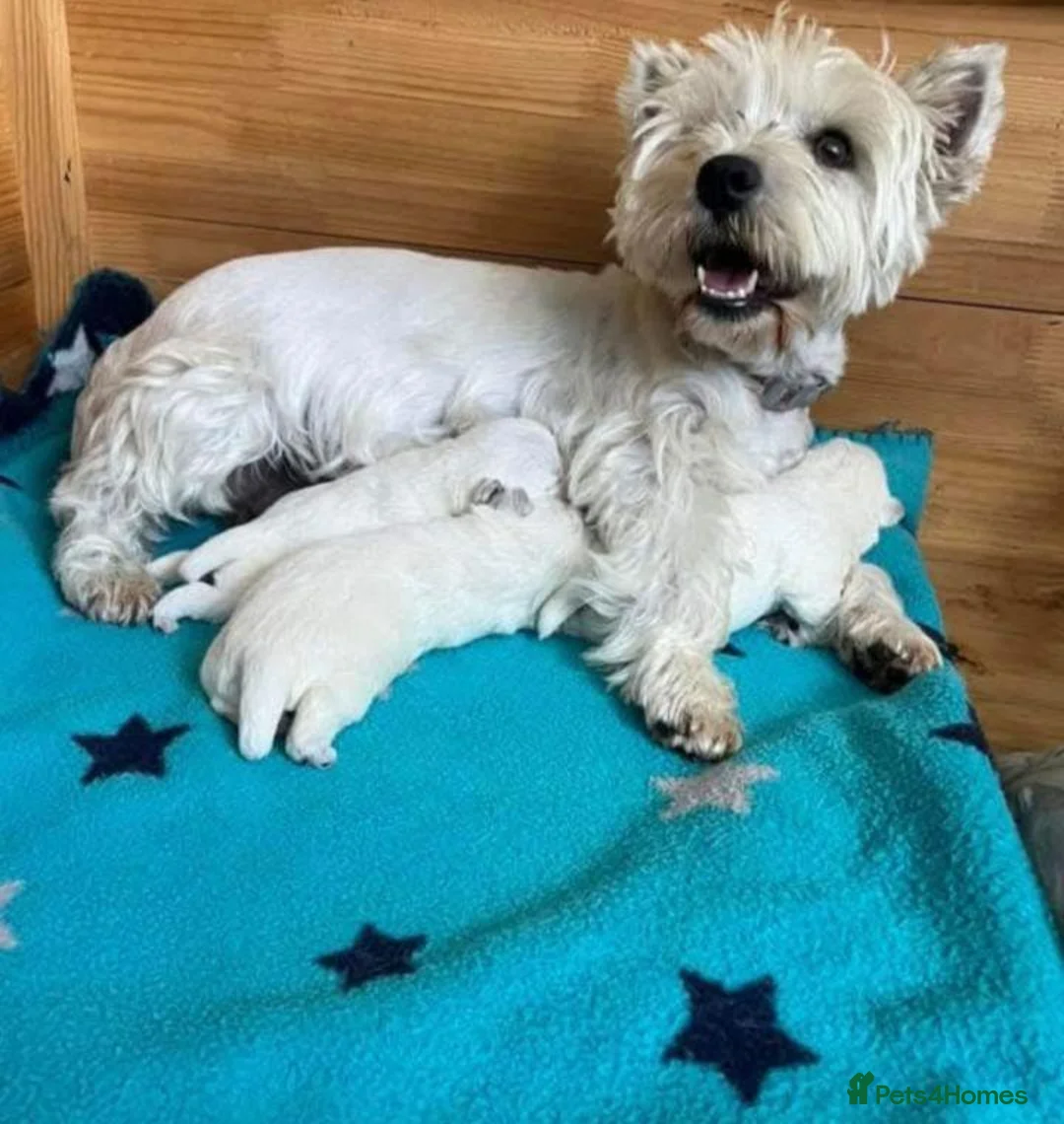 West Highland Terrier dogs for sale: STUNNING WESTIE PUPPIES READY in Oldham - Advert 4