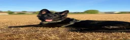 German Shepherd dogs for sale: German Shepherd bitch for sale  - Advert 2