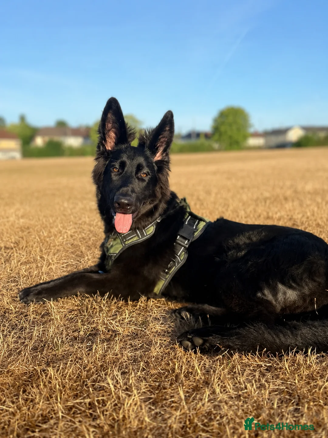 German Shepherd dogs for sale: German Shepherd bitch for sale  - Advert 2