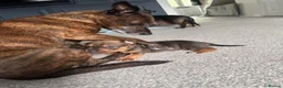 Mixed Breed dogs for sale: Gorgeous Female Pup (Last One)  in Norwich - Advert 3