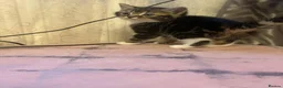 Mixed Breed cats for sale: 5 kittens ready for a new home  in London - Advert 1