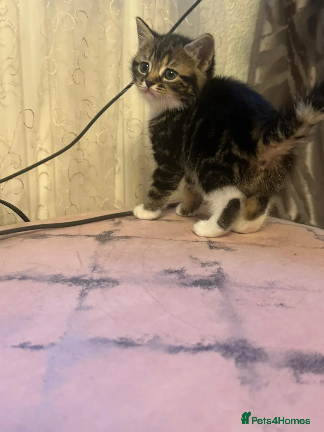 Mixed Breed cats for sale: 5 kittens ready for a new home  in London - Advert 1