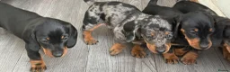 Dachshund dogs for sale: Dapple dachunds  in Leicester - Advert 6