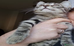 Mixed Breed cats for sale: Mixed breed kittens for sale! - Image 14