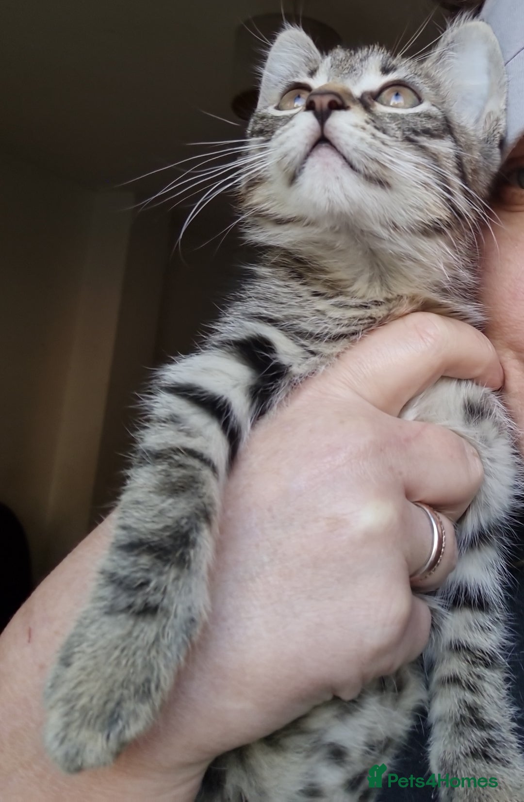 Mixed Breed cats for sale: Mixed breed kittens for sale! - Image 14