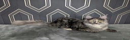 Maine Coon cats for sale: Beautiful female smoked tortie - Advert 32
