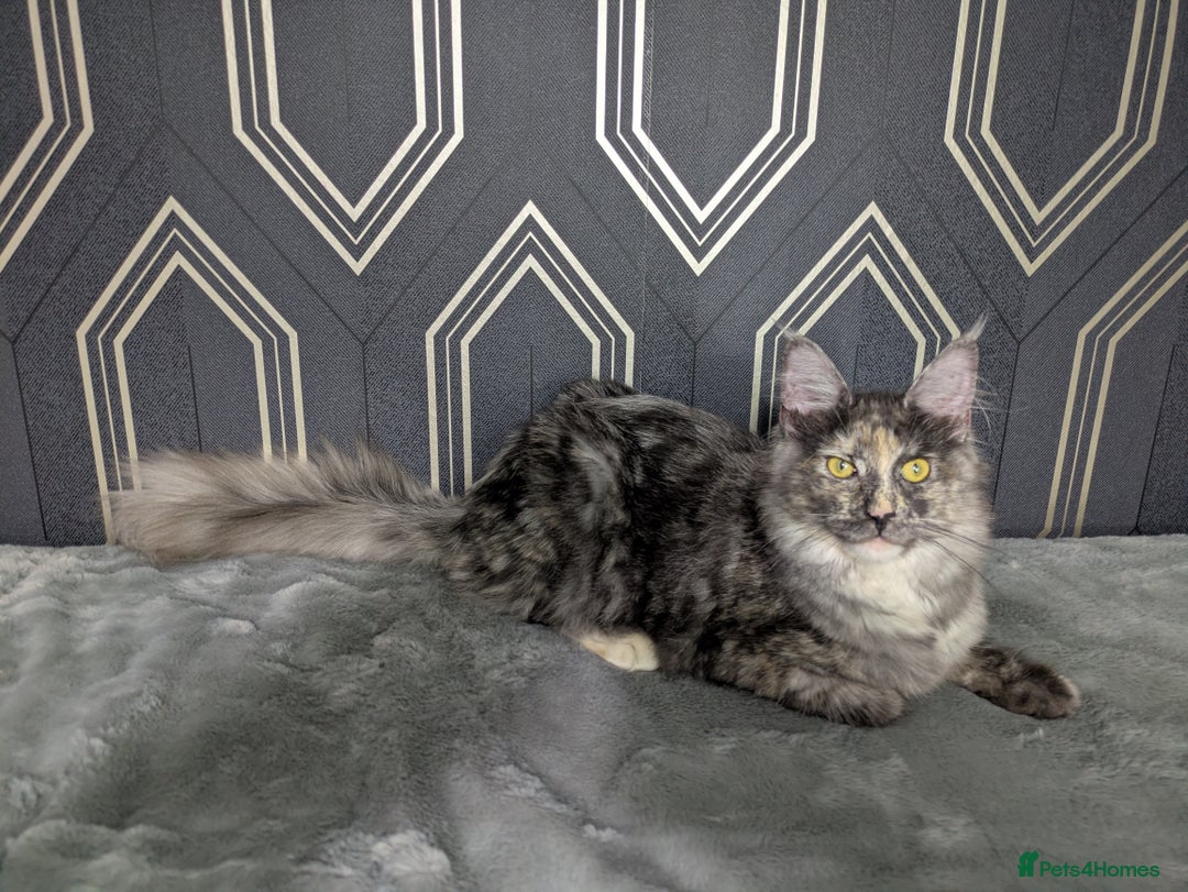 Maine Coon cats for sale: Beautiful female smoked tortie - Advert 32