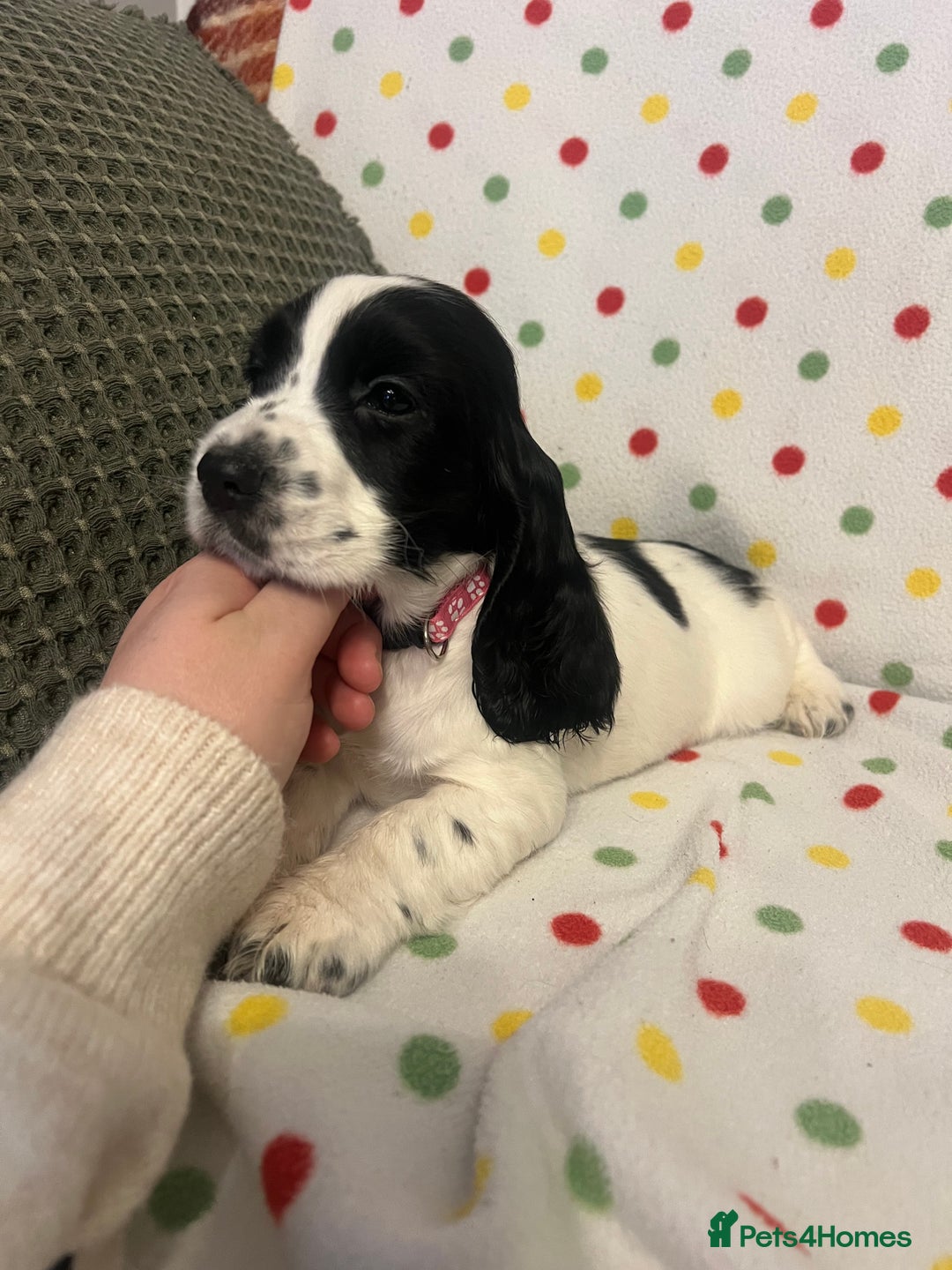 Cocker Spaniel dogs for sale: Show cocker spaniels  - Advert 18