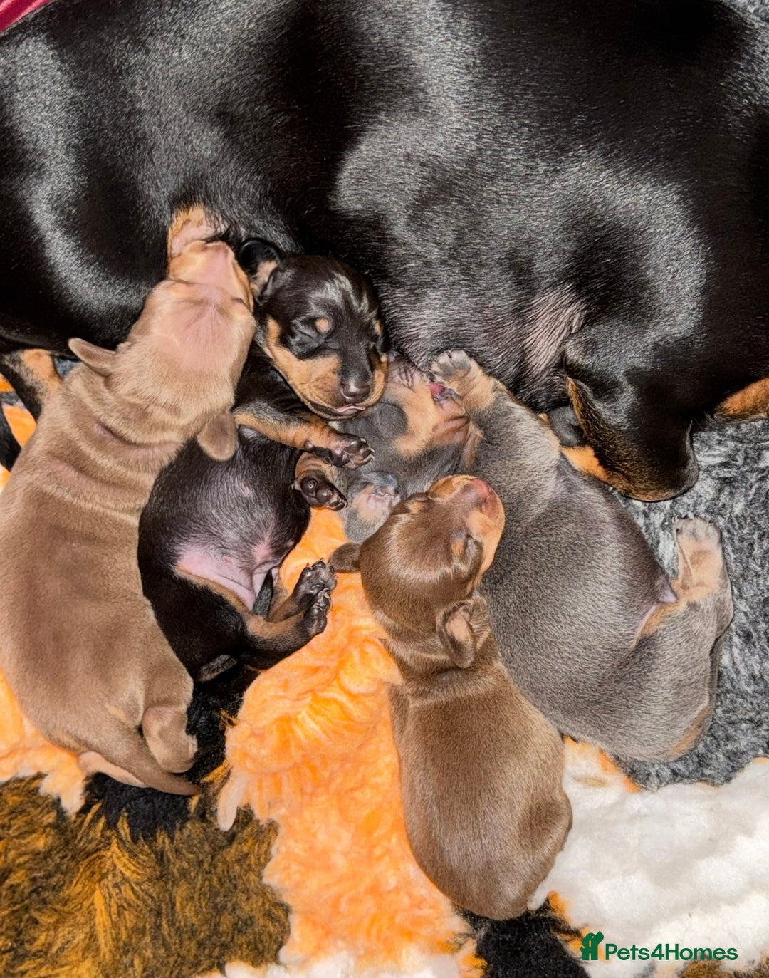 Miniature Dachshund dogs for sale: Miniature dachshund puppies due 8th Jan - Advert 3