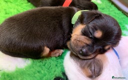 Jack Russell dogs for sale: Jack Russell Puppies  - Image 25