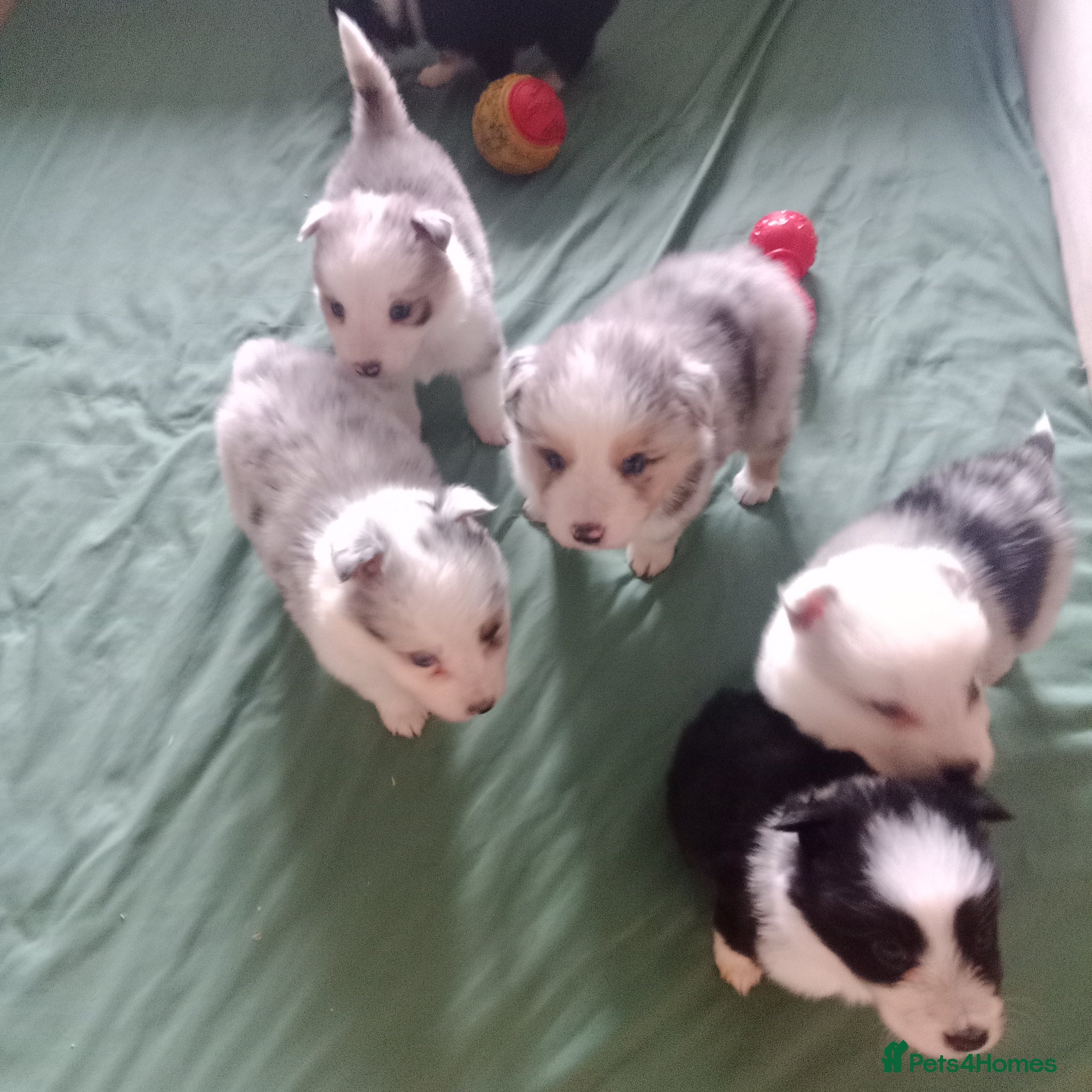 Border Collie dogs BORDER COLLIE PUPS - Advert 3