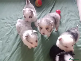 Border Collie dogs BORDER COLLIE PUPS - Advert 8