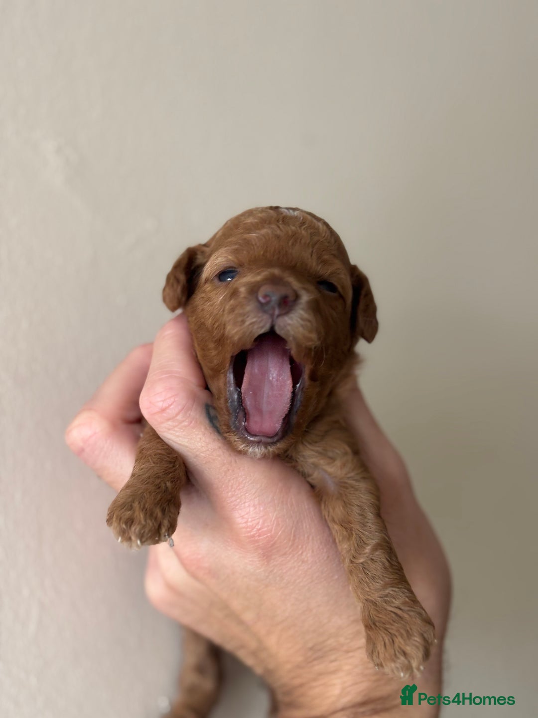 Miniature Poodle dogs for sale: Stunning Miniature Poodles  - Image 5