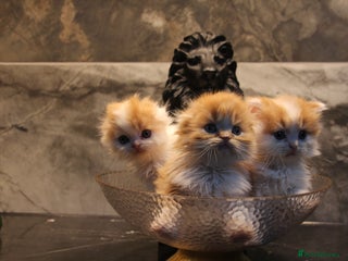 Scottish Fold cats 3 Beautiful kitten await you - Advert 2