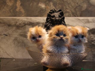 Scottish Fold cats All reserved awaiting collection - Advert 1