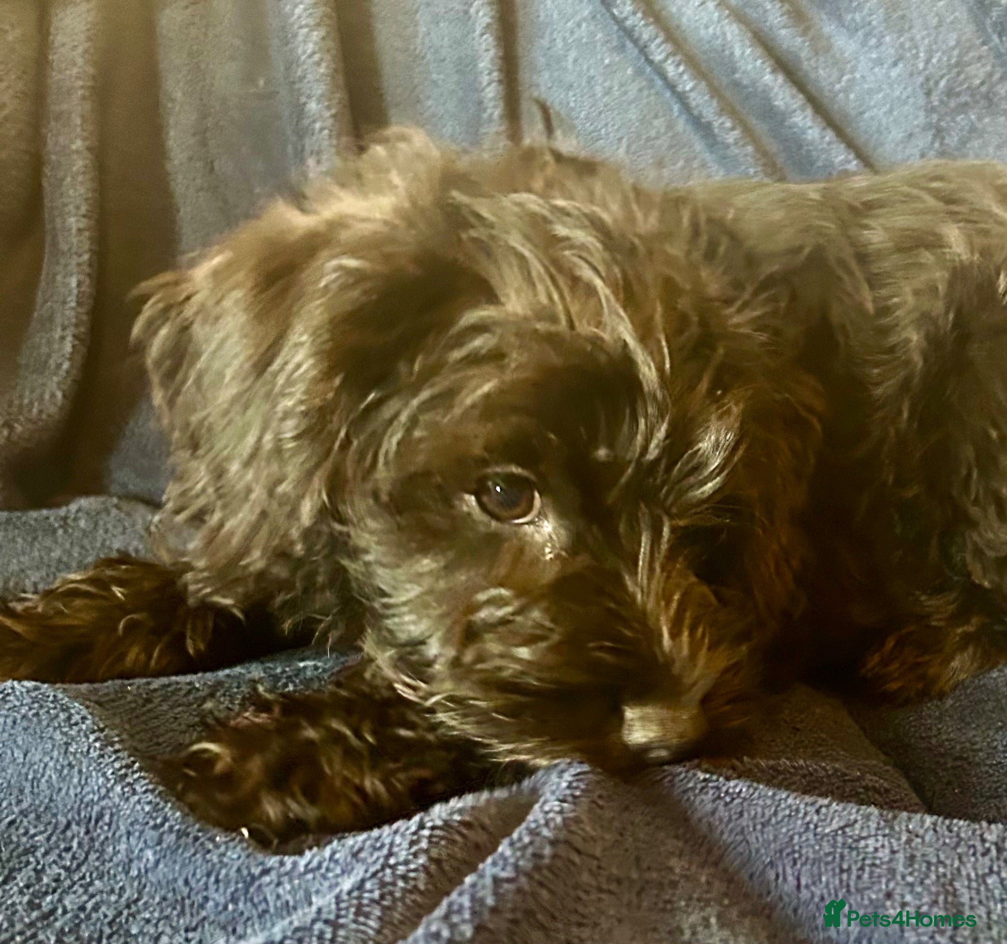 Schnoodle dogs ⭐️⭐️Ready Now - Miniature F1 Schnoodles ⭐️⭐️ - Advert 1