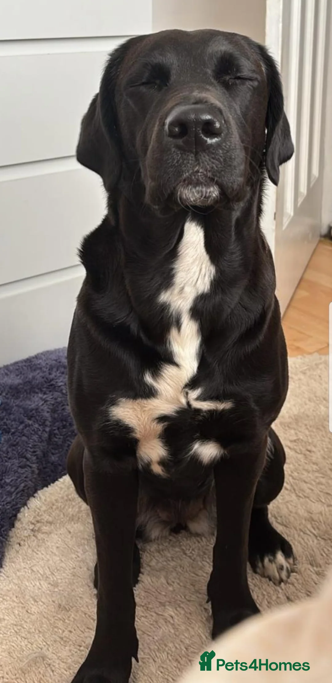 Mixed Breed dogs for stud: Looking for Labrador Saint Bernard cross stud - Advert 2