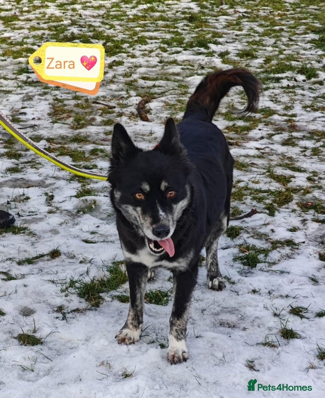 Mixed Breed dogs for adoption: ❤️Zara: kind, loving & well-balanced Husky cross❤️ - Advert 11