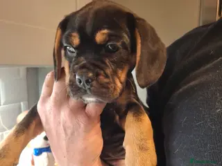 Mixed Breed dogs French bulldog X Beagle. - Advert 6