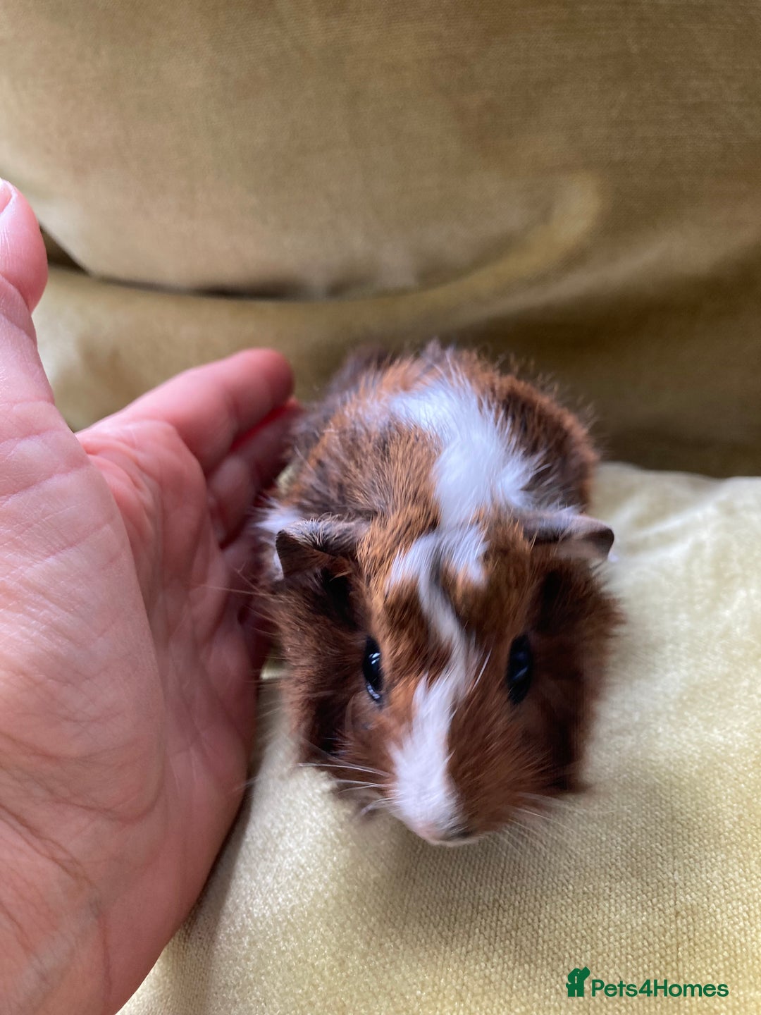 Guinea Pig rodents for sale: Two beautiful little brothers Brighton - Image 5