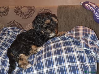 Toy Poodle dogs TOY POODLE X's LAST ONE(Fully Vaxed n Microchiped - Advert 6