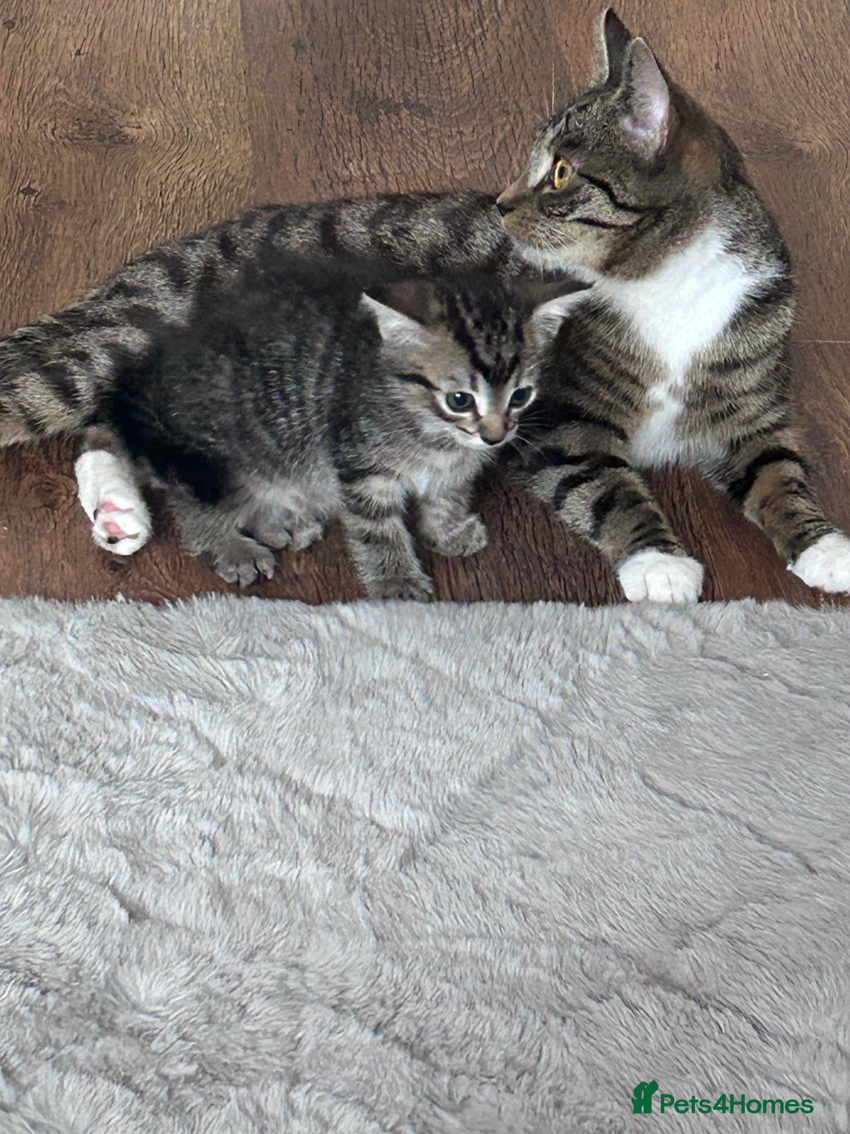 Domestic Shorthair cats 8 week old male kitten ready to be sold - Advert 2