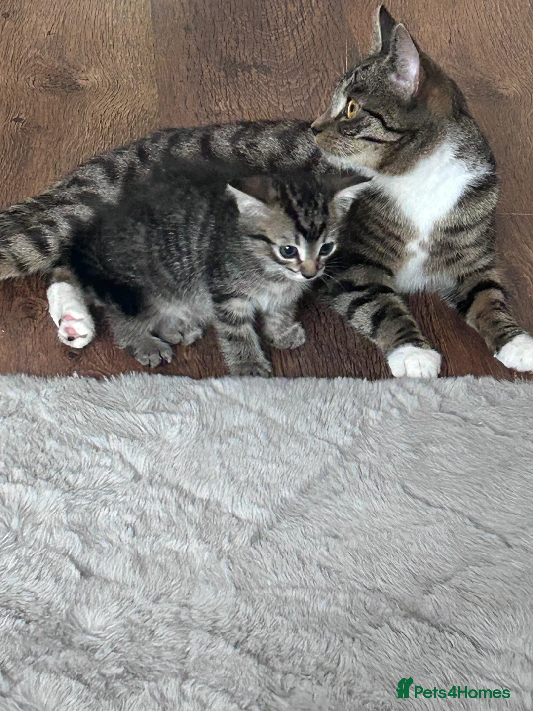Domestic Shorthair cats for sale: 8 week old male kitten ready to be sold in Grantham - Advert 1